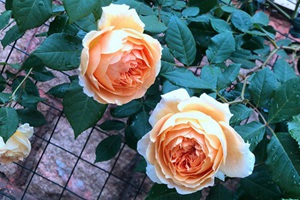 十五款紅色系的月季品種合集